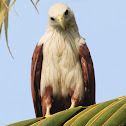 Brahminy Kite