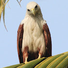 Brahminy Kite