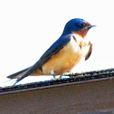 Barn Swallow