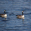 Canada Goose