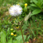 Common Sow Thistle