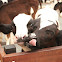 (Holstein-Friesian)
