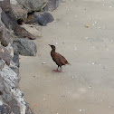 Weka