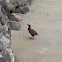 Weka