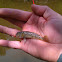Round Goby