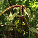 Ant tending aphids