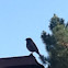 Unknown spotting