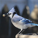 Blue Jay