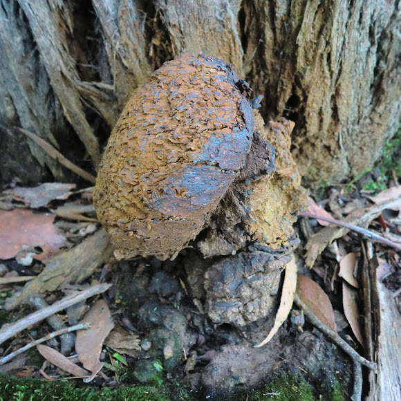 Spotting Image 1