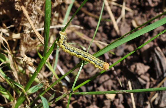 Spotting Image 1