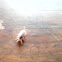 cochinilla carmín