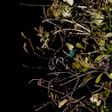 Unknown spotting