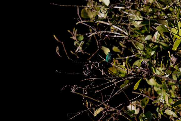 Spotting Image 1