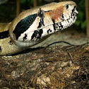 Boa