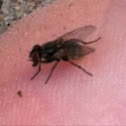 House Fly