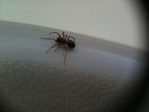Spotting Image 1