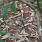 Yellow Wag Tail