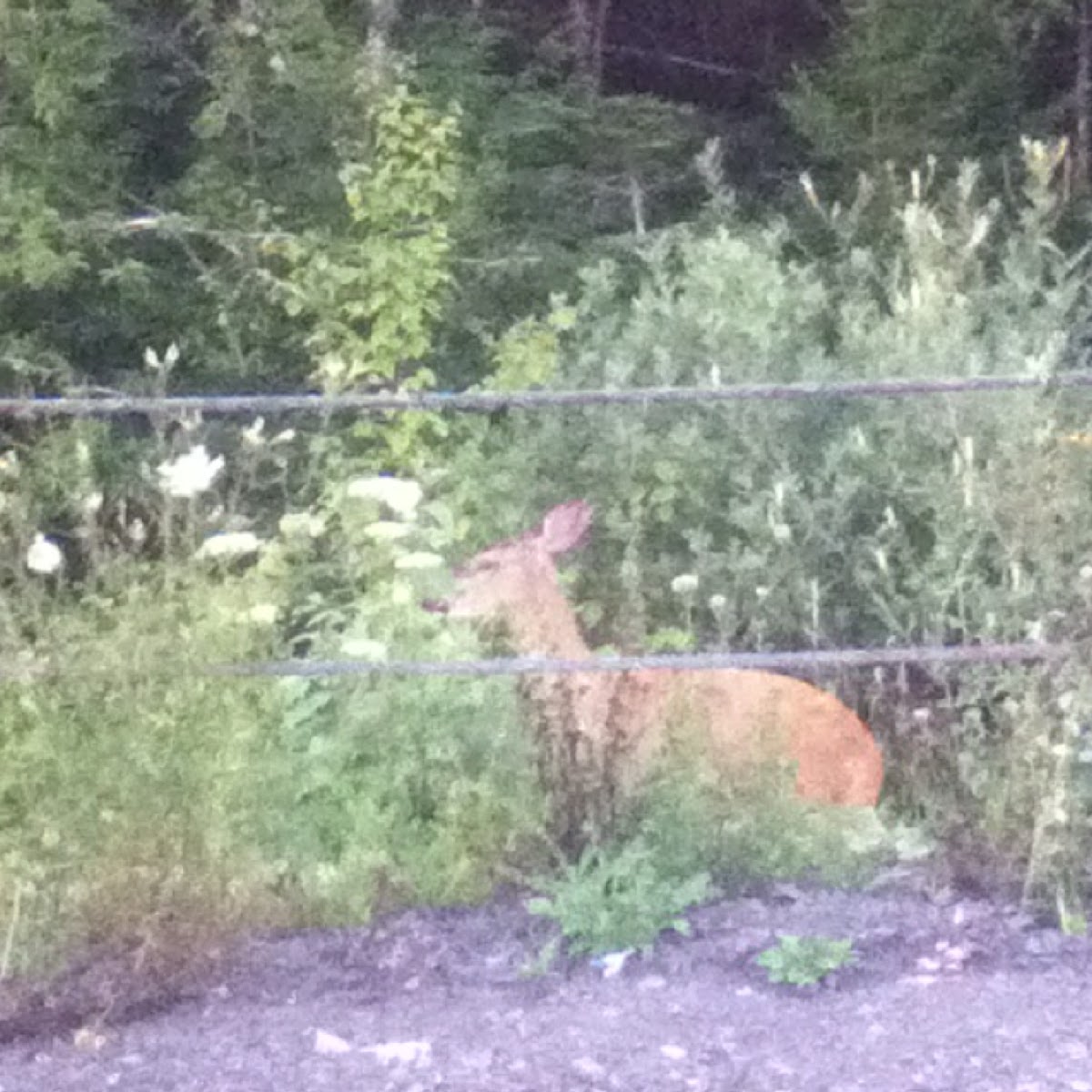Deer