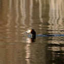 Great Crested Grebe
