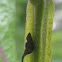Twomarked Treehopper
