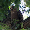 Wahlberg's Eagle