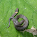 Ringneck snake
