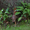 Red Squirrel