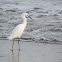 Snowy Egret