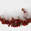Staghorn Sumac