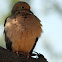 Mourning Dove