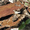 Geometrid Caterpillar