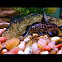 Spotted Australian catfish
