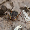 Harvestman