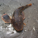 Sea Robin