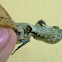 Peanut-head Bug