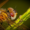dragonfly 