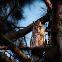 Long-eared Owl