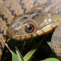 Diamond-backed watersnake (juvenile)
