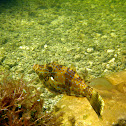 Scrawled Filefish