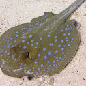 bluespotted stingray, Neotrygon kuhlii