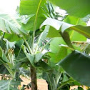 Banana Tree