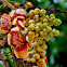 Cannon Ball Flower