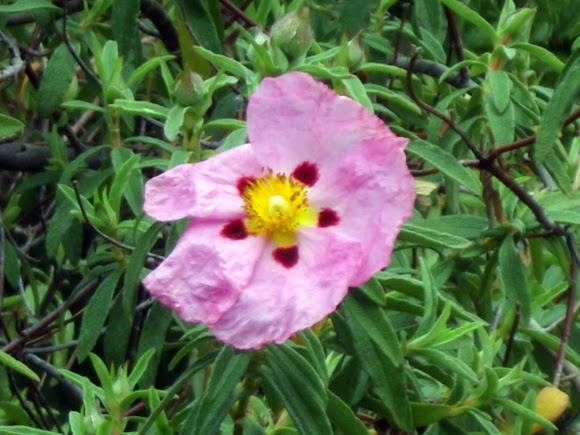 Spotting Image 1