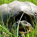 Common Snapping Turtle