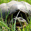 Common Snapping Turtle