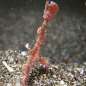 Delicate Ghost Pipefish