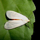 Moth