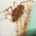 Spitting Spider