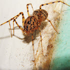 Spitting Spider