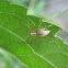 Striped Lynx Spider, female